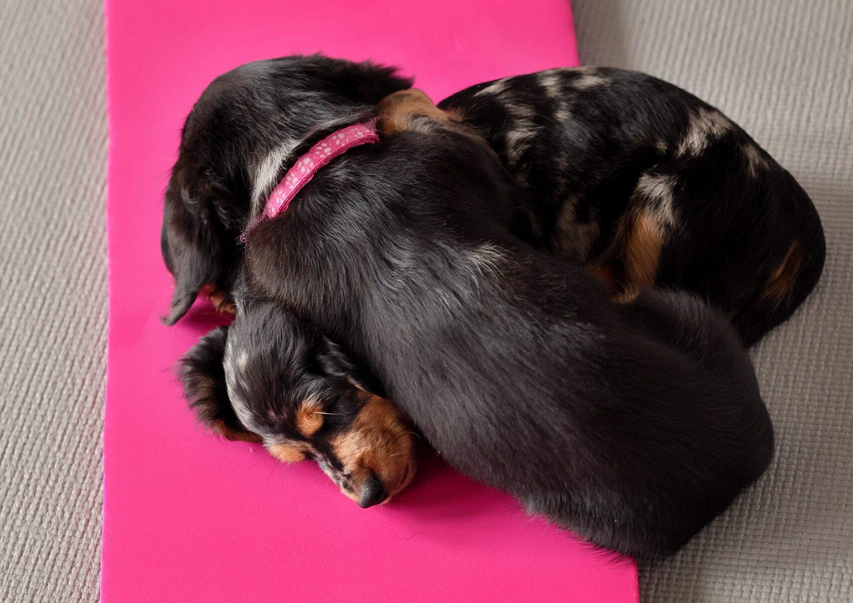 Puppy yoga in 果酱视频